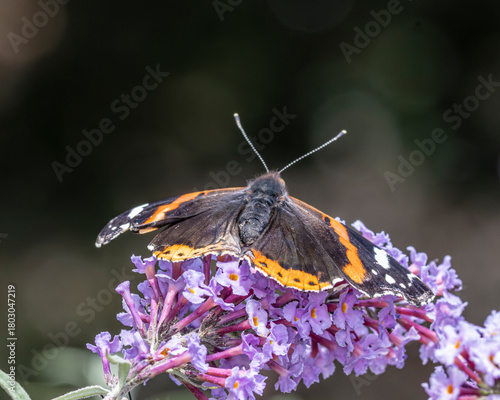 Fényképezés Red admiral butterfly on a buddleia bush.