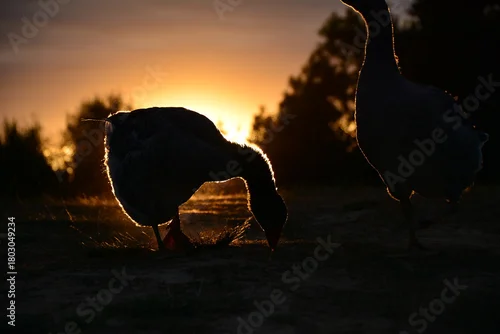 Obraz sunset in the desert