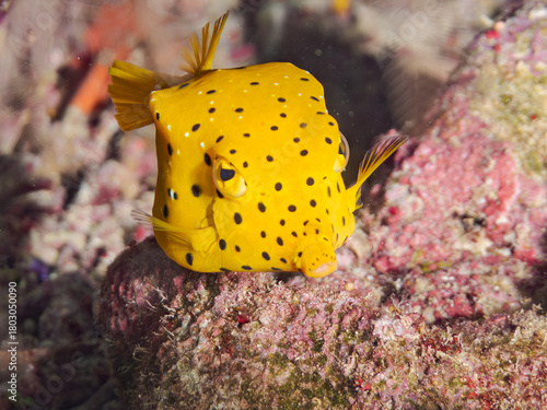ミナミハコフグ, Yellow Boxfish, Ostracion cubicus, ハコフグ科,
幼魚
美しいサンゴ礁と熱帯魚の群れ。
安室島沖縄県
島尻郡慶良間諸島座間味島-2025
サンゴの産卵があり卵が漂う。沖縄本島から40km西方の諸島。30以上の島嶼群全体が国立公園に指定。珊瑚礁の青い海と白い砂浜は世界屈指の美。貴重な動植物が多数生息。
