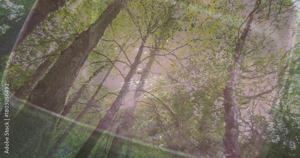 Fototapeta premium Displaying tall tree trunks reaching up in forest under hazy pink canopy, with lens flare bokeh