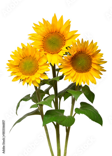 Flower bouquet with three sunflowers isolated on white background. The seeds and oil. Floral arrangement. Picturesque and conceptual scene. Flat lay, top view
