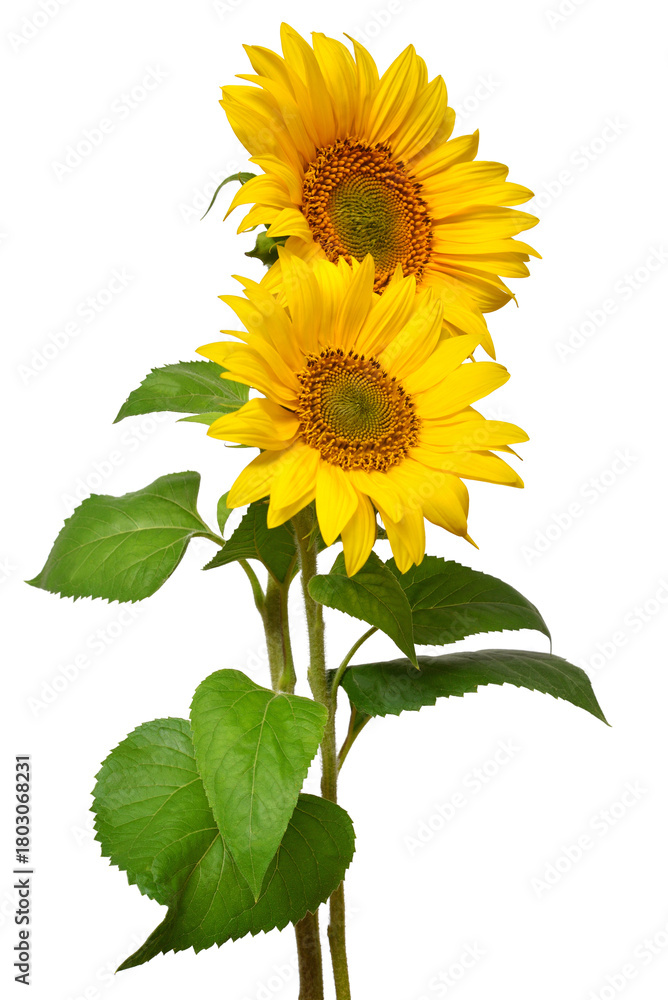 Obraz premium Two sunflowers in bouquet isolated on white background. Sun symbol. Flowers yellow, agriculture. Seeds and oil. Flat lay, top view. Bio. Eco. Creative