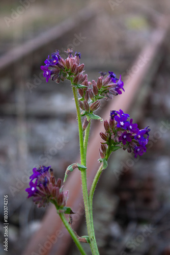 Wild purple flower closeup