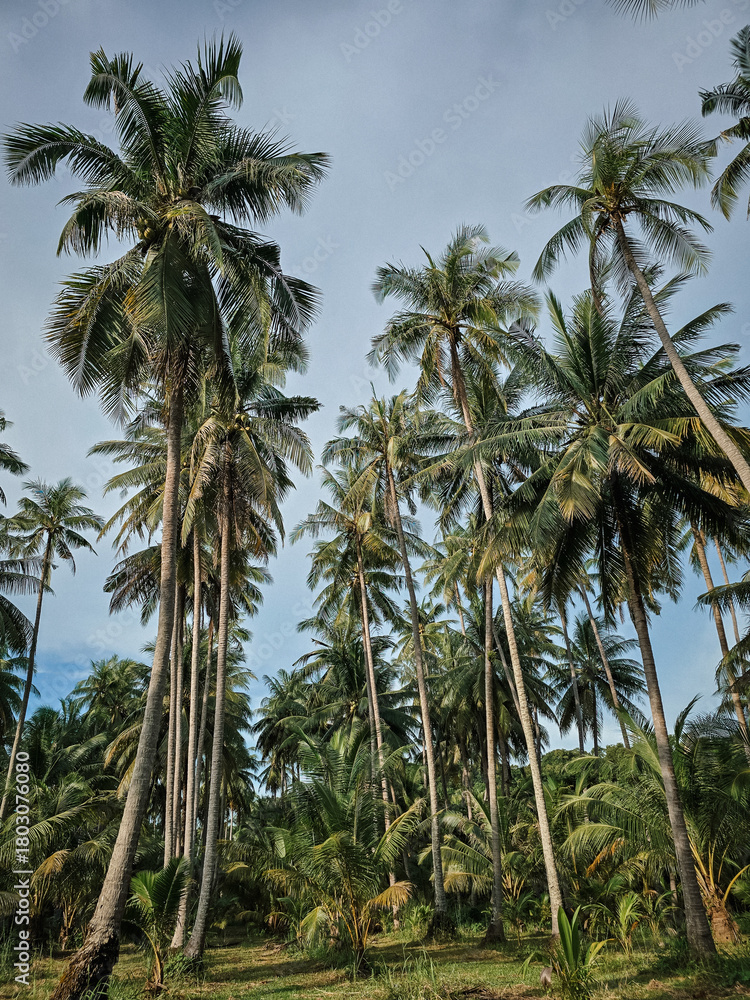 custom made wallpaper toronto digitalLush palm trees towering against the sky on Koh Kood Island, Thailand