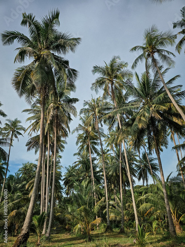 Wallpaper Mural Lush palm trees towering against the sky on Koh Kood Island, Thailand Torontodigital.ca