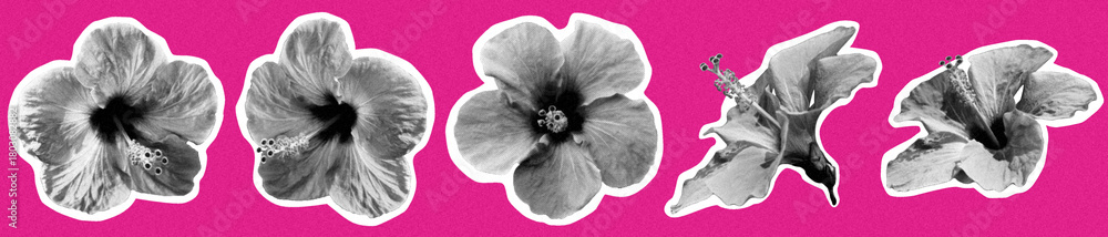 Fototapeta premium Banner of Hibiscus flowers cut out collage