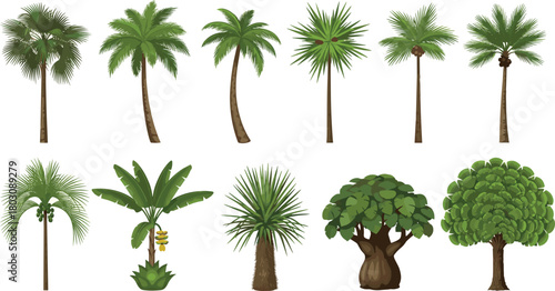 A diverse botanical collection of illustrated tropical trees, including various species of palms, baobab, and banana plants set on a white background