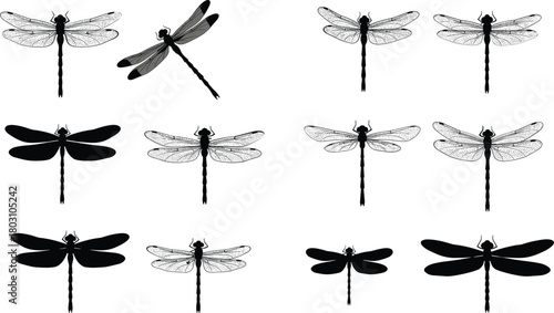 Collection of black and white dragonfly illustrations and silhouettes insect