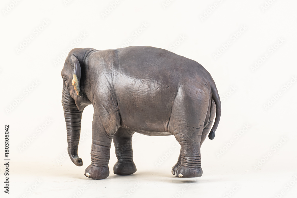 Obraz premium asian elephant on isolated background