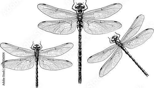 Three detailed black and white line art illustrations of dragonflies on a white background