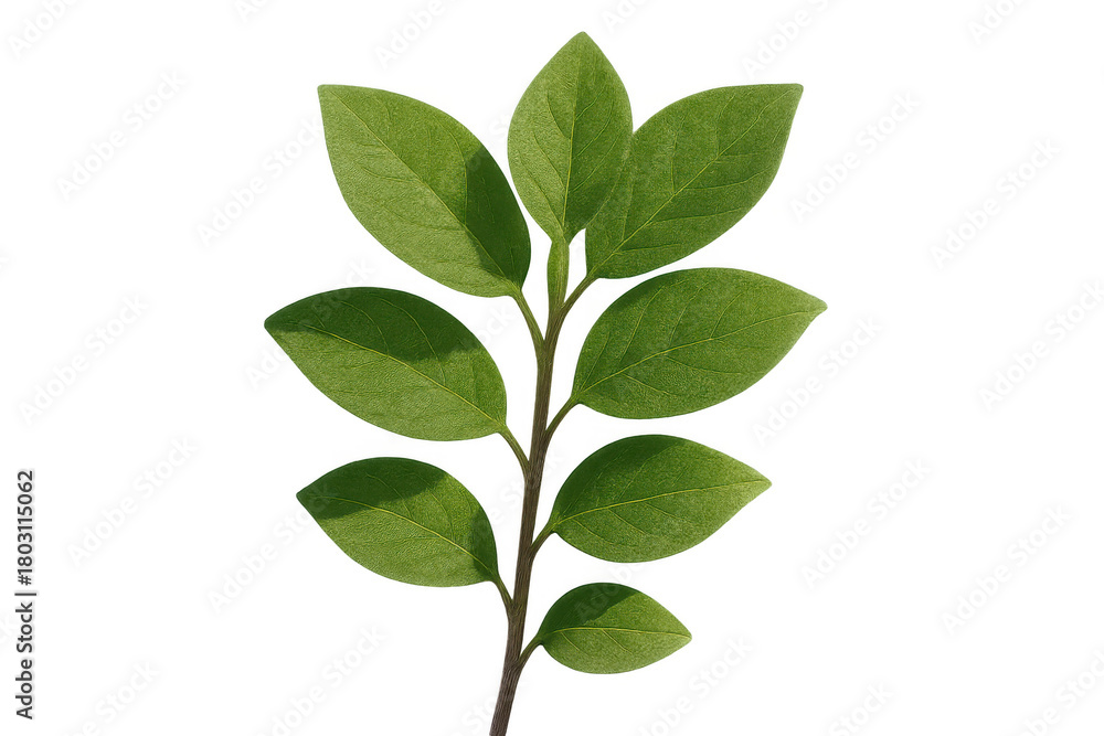 Naklejka premium Green plant sprig with fresh leaves, isolated on transparent background, symbolizing growth, nature, and vitality