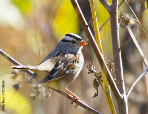 A white-crowned sparrow perched in warm meadow light surrounded by autumn colors