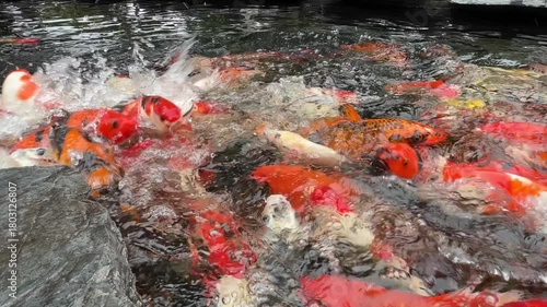a pond filled with koi fish