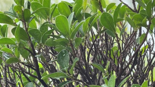 the leaves and branches with raindrops