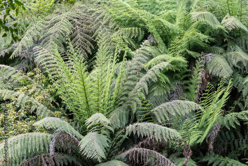 Photography Soft Tree fern growing in forest gully