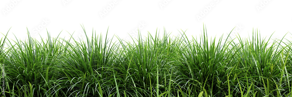 Fototapeta premium Green grass isolated on transparent background 3d rendering png