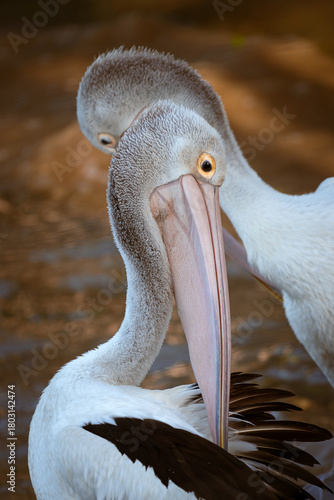 Australian Pelicans Close-Up