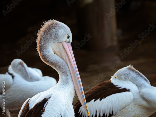 Australian Pelicans Close-Up