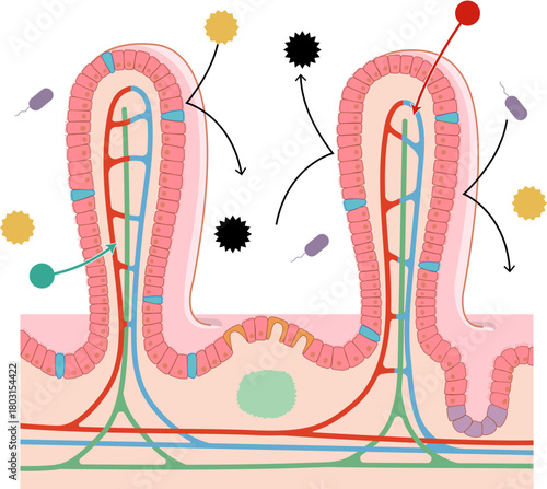 小腸の絨毛断面と各部位の名称と免疫の働きを簡単に表したイラスト