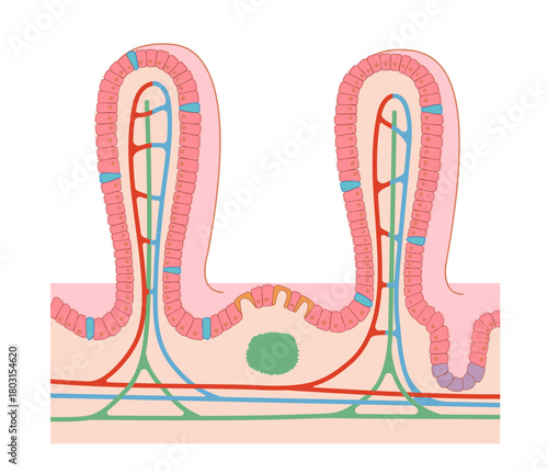 小腸の絨毛断面と各部位の名称と免疫の働きを簡単に表したイラスト