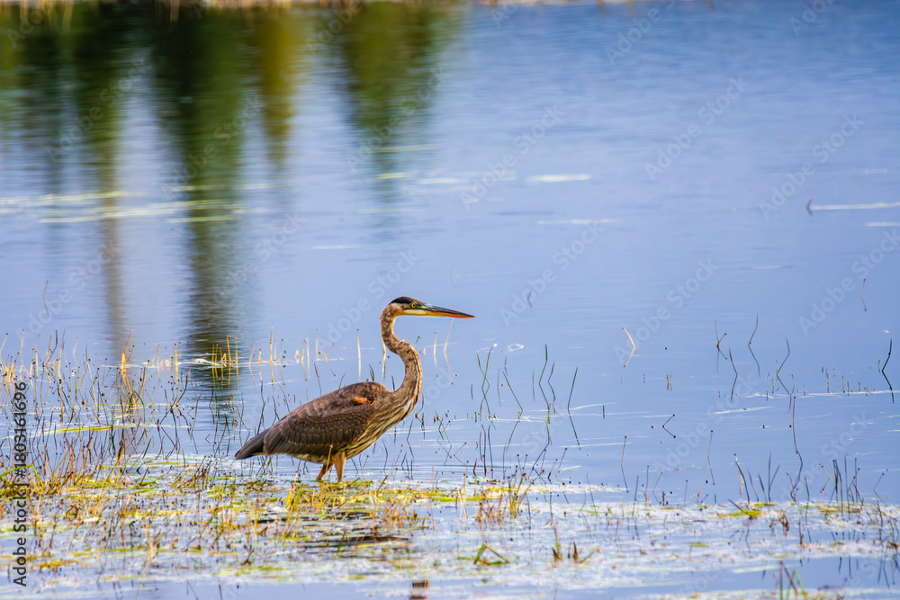 Naklejka premium Great blue heron searching for prey in a marsh