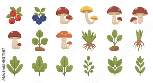 Collection of various forest elements including mushrooms berries and leaves.