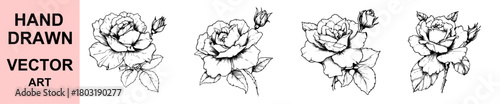 Detailed hand drawn rose illustration vector collection featuring blooming flowers, buds, leaves, botanical sketch artwork ideal for invitations, logos, packaging, decorations, and elegant floral them