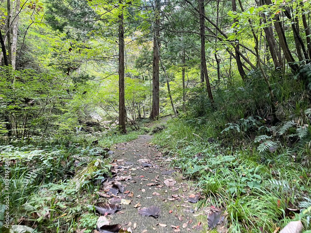 Obraz premium 広島県安芸太田にある龍頭峡の遊歩道。
