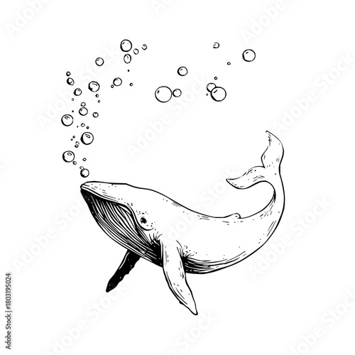 Whale drawing sketch ocean animal illustration aquatic mammal sea life marine biology bubbles underwater art print