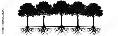 Row of five trees with exposed roots forming connected network, detailed forest silhouette illustration showing organic branching structure and natural symmetry