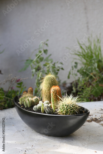 creating a beautiful cactus pot garden