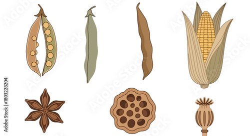 Illustrated collection of various seeds and seed pods vector set.