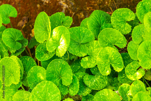Green tropical plants flowers leaves leaf tree trees nature Brazil.