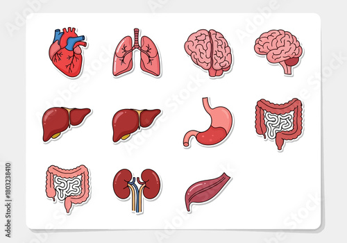 Collection of stylized human internal organs including heart lungs brain liver stomach intestines kidneys and muscle.