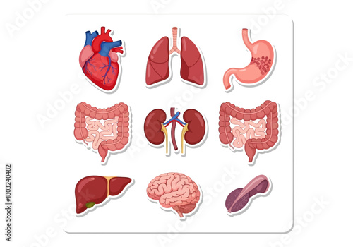 Cartoon Illustration of Human Internal Organs: Heart Lungs Stomach Intestines Kidneys Liver Brain Pancreas.