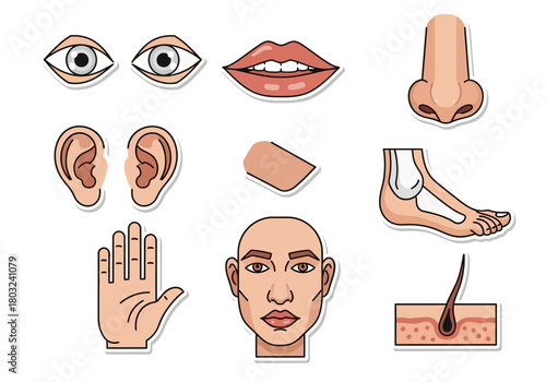 Vector Illustration of Human Body Parts and Features.