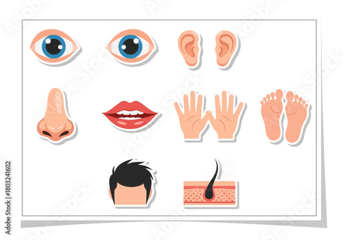 Cartoon Human Body Parts  Five Senses Icons: Eyes Ears Nose Mouth Hands Feet Hair Skin Anatomy.