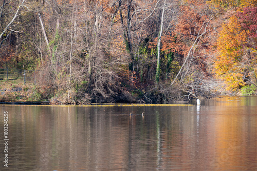 Fall Leaves over Pond