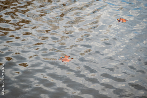 Autumn Leaf Floating in Pond