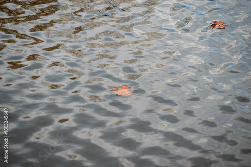 Autumn Leaf Floating in Pond