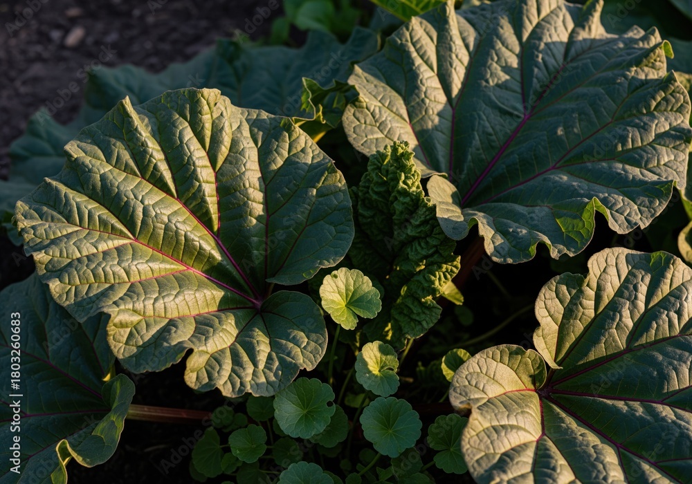 Fototapeta premium Broad textured rhubarb leaves displaying deep green color and prominent red veins