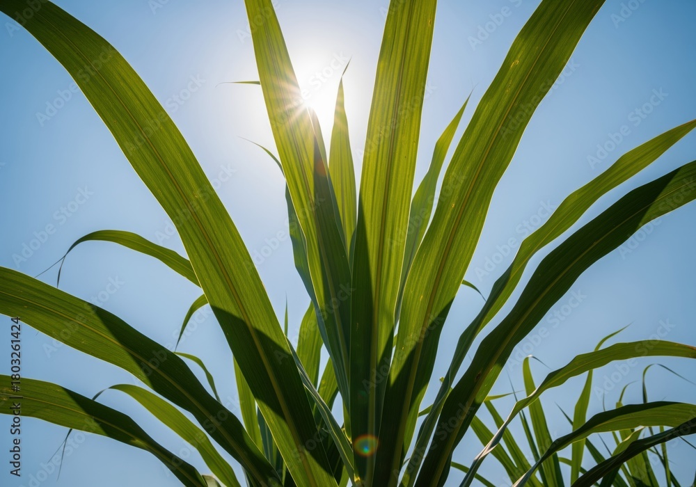 Obraz premium Vibrant green sugarcane leaves backlit by bright sun rays against a clear blue sky.