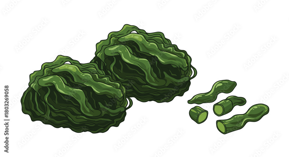 Obraz premium Fresh green seaweed close up healthy food concept.