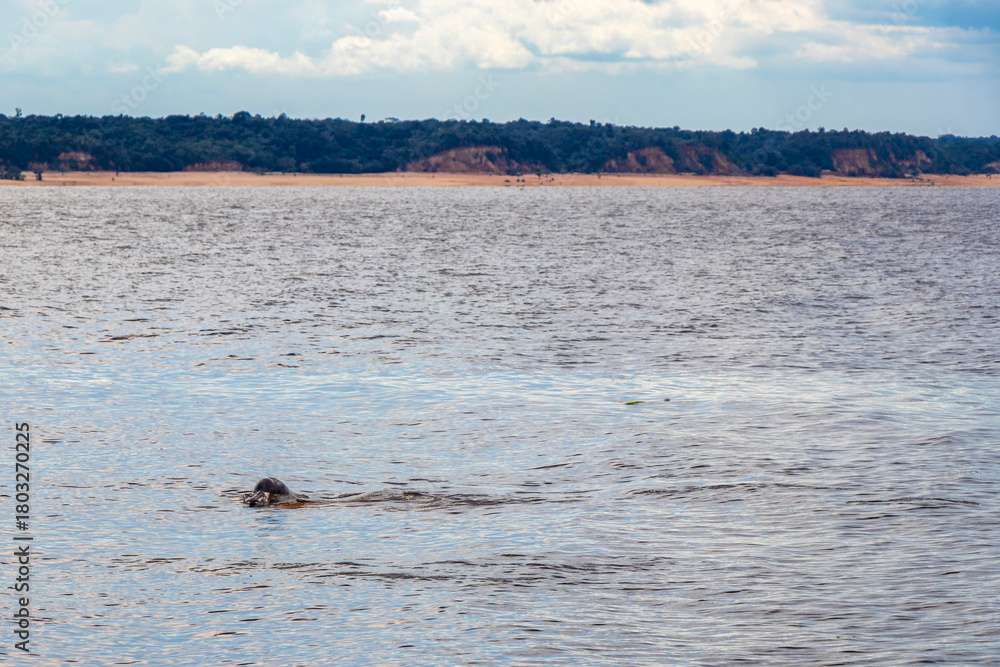 Fototapeta premium Pink Amazon river dolphin dolphins Rio Negro in Amazonas Brazil.