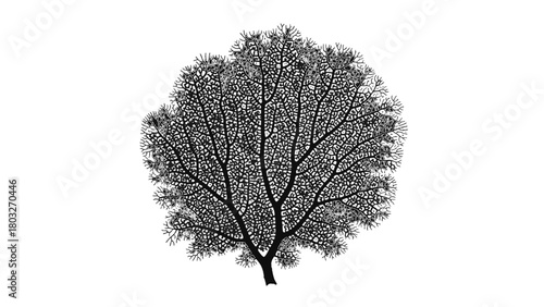 Vector illustration of detailed silhouette of a tree with many branches isolated on transparent background 