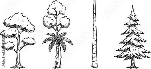 Four distinct hand drawn trees including a deciduous tree a palm tree a birch tree and a pine tree