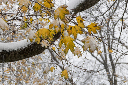 Photography First snow in Toronto