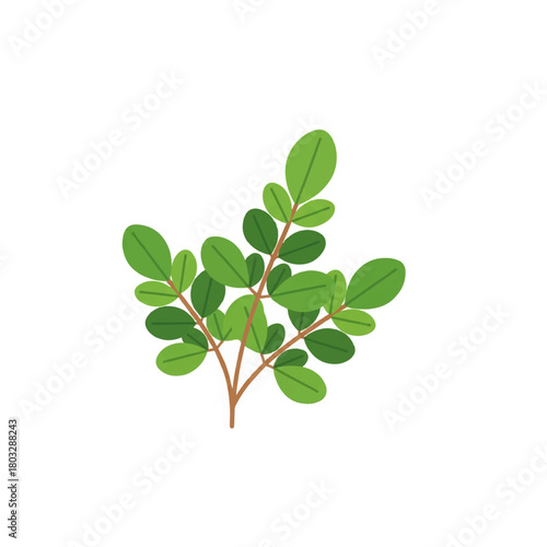 Moringa oleifera plant branch with leaves