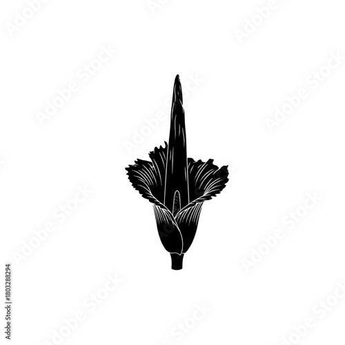 Black Silhouette of Exotic Arum Flower
