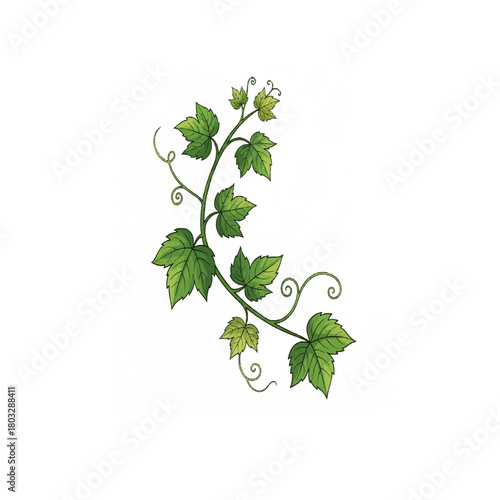 Green Vine With Leaves Illustration